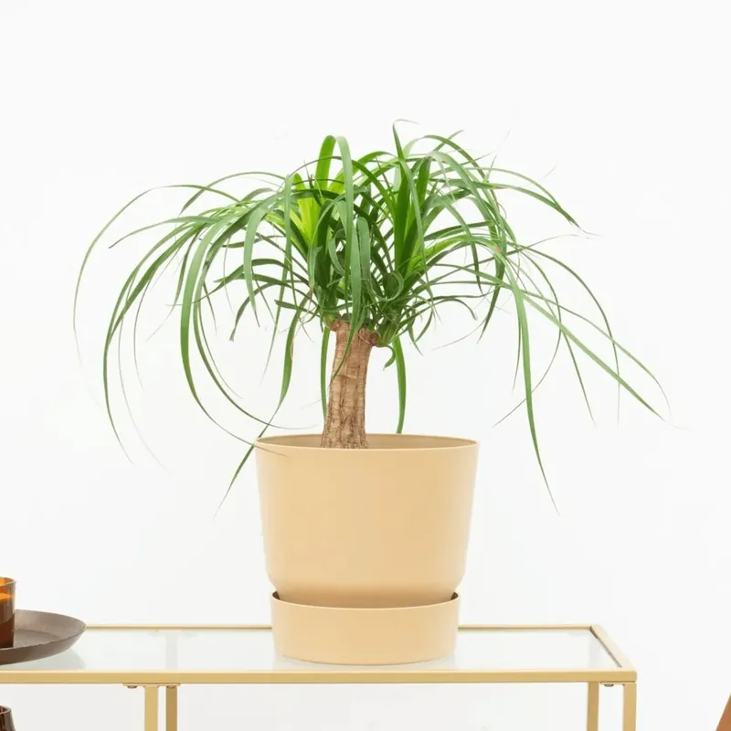 Beaucarnea - 35cm | Zeer goed beoordeeld