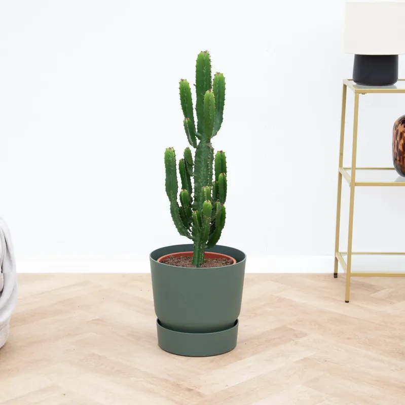 Online bestelbaar - Cactus Myrtillo - 70 cm