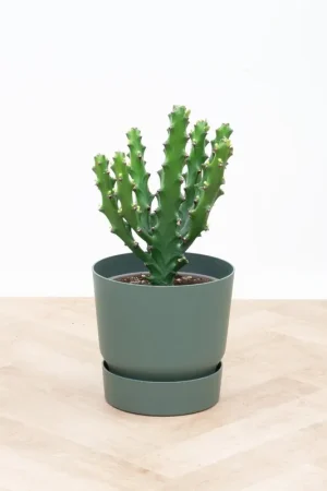 Verlaagde prijs - Euphorbia Mayuranathanii - 60 cm