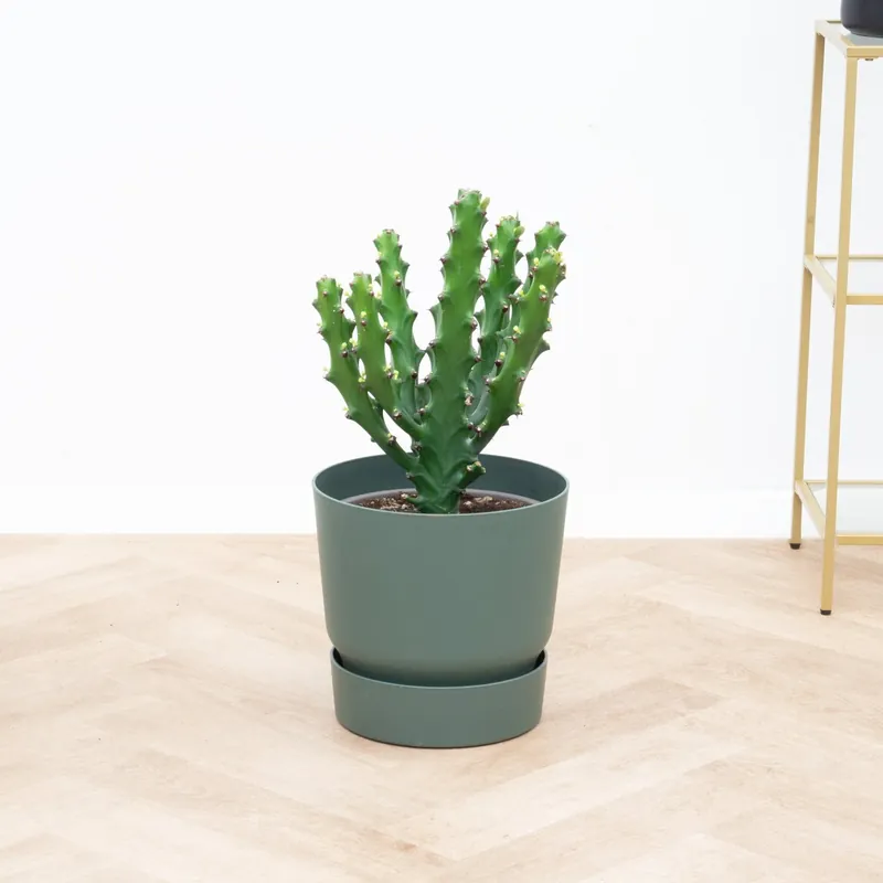 Verlaagde prijs - Euphorbia Mayuranathanii - 60 cm