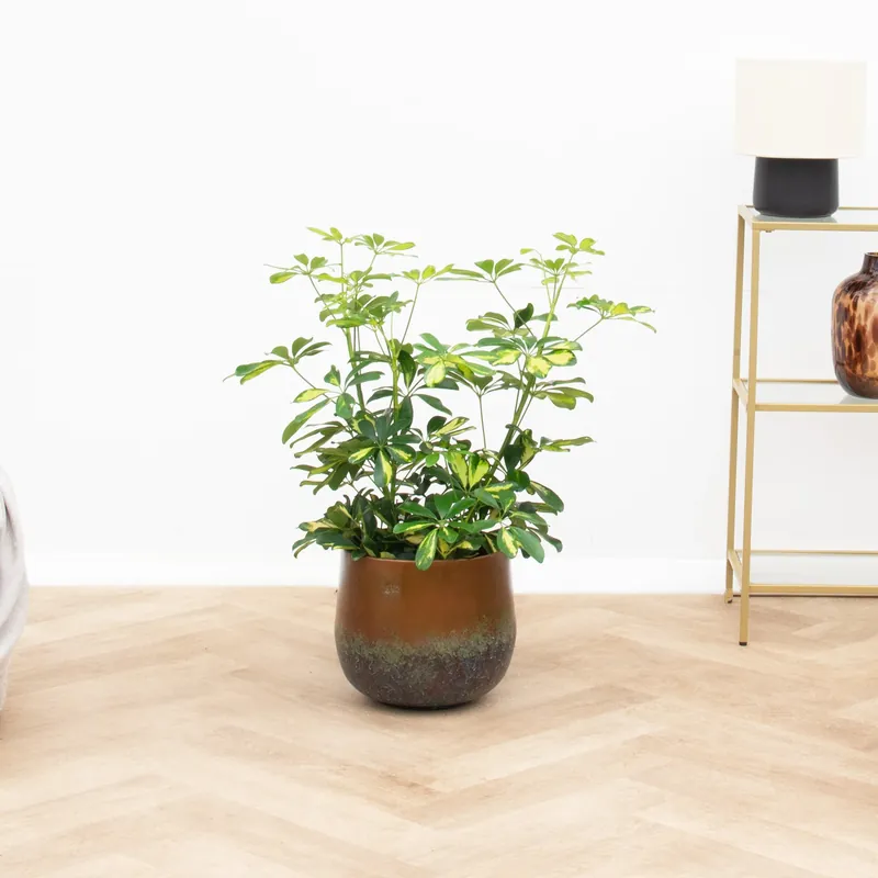 Schefflera Gold Capella struik - 80 cm | Meest verkocht