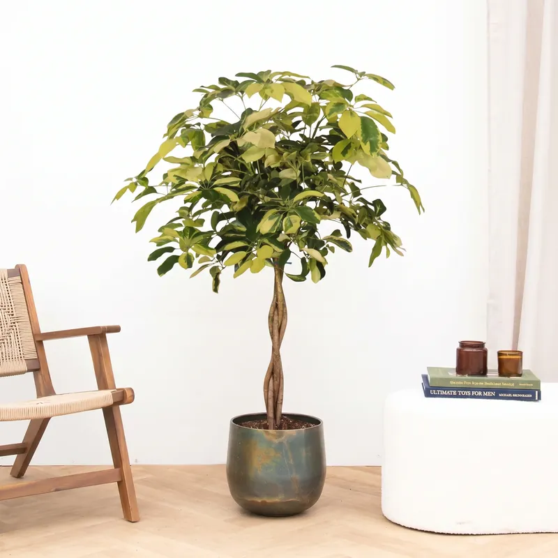 Opruiming - Schefflera Arboricola Matis gevlochten stam - 130 cm