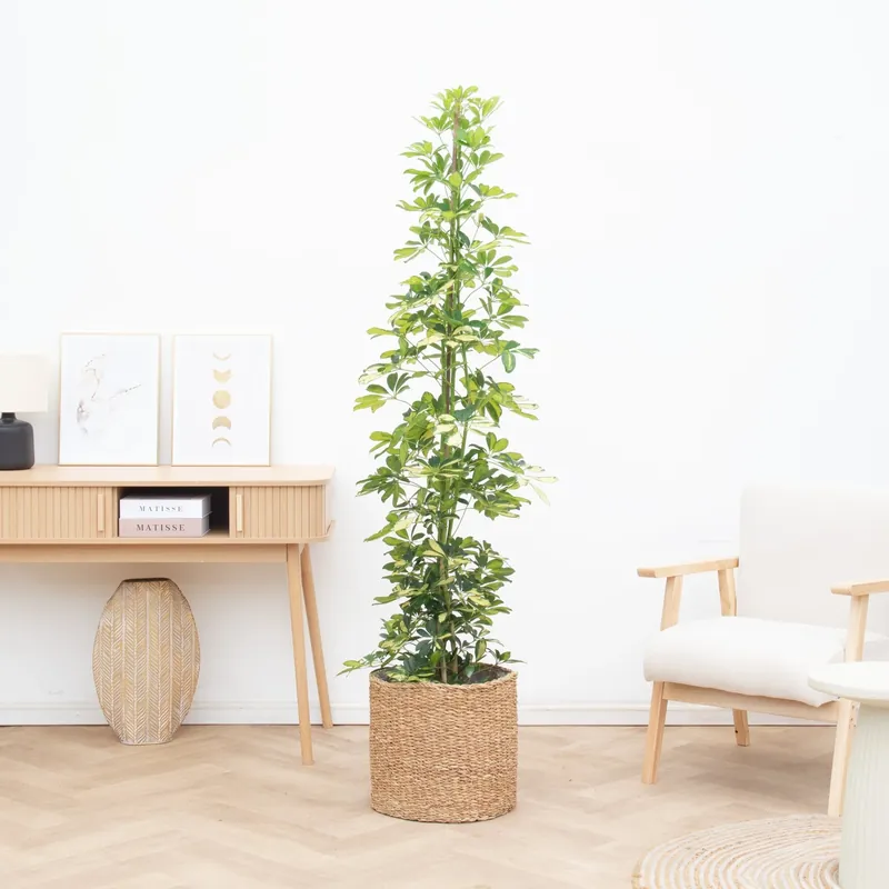 Schefflera Gold Capella struik - 150cm - Snelle levering