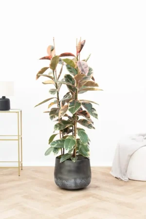 Veilig winkelen - Ficus Belize struik - 140cm
