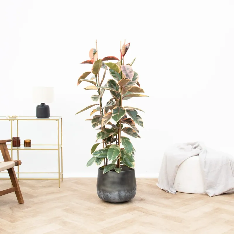 Veilig winkelen - Ficus Belize struik - 140cm