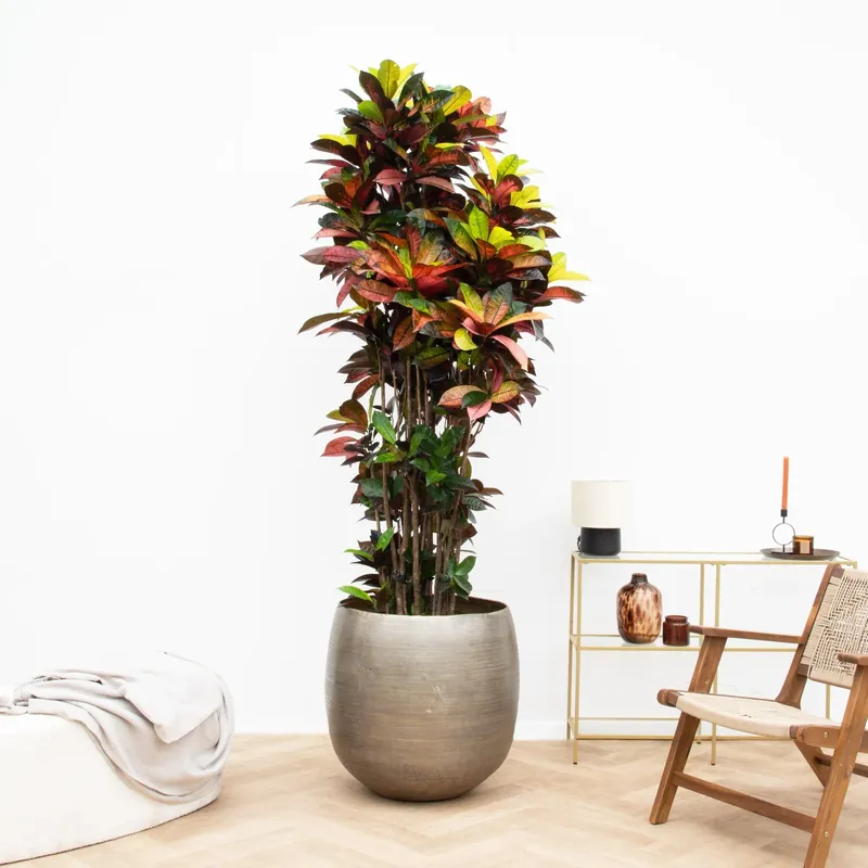 Codiaeum Iceton - 210 cm | Zeer goed beoordeeld