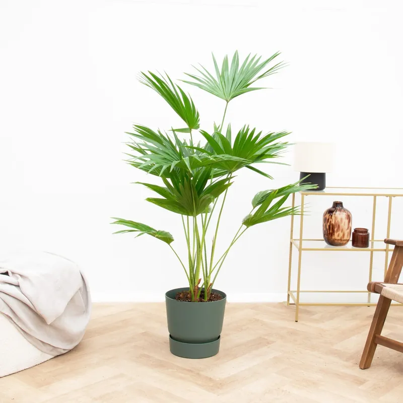 Livistona - 170 cm - Nieuw in het assortiment