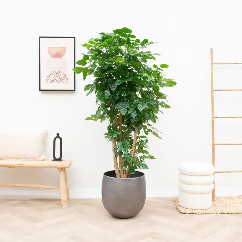 Radermachera Hainanensis - 170cm - Slechts tijdelijk