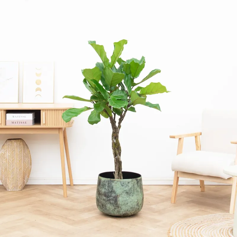 Sale - Ficus Lyrata gevlochten stam - 140 cm
