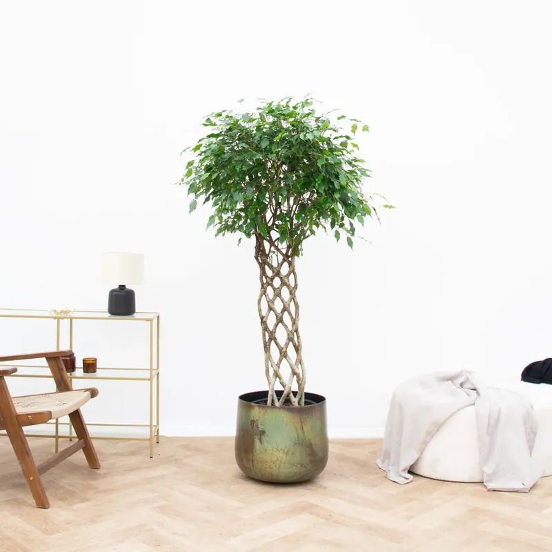 Ficus Benjamina gevlochten mat - 150 cm - Nu beschikbaar