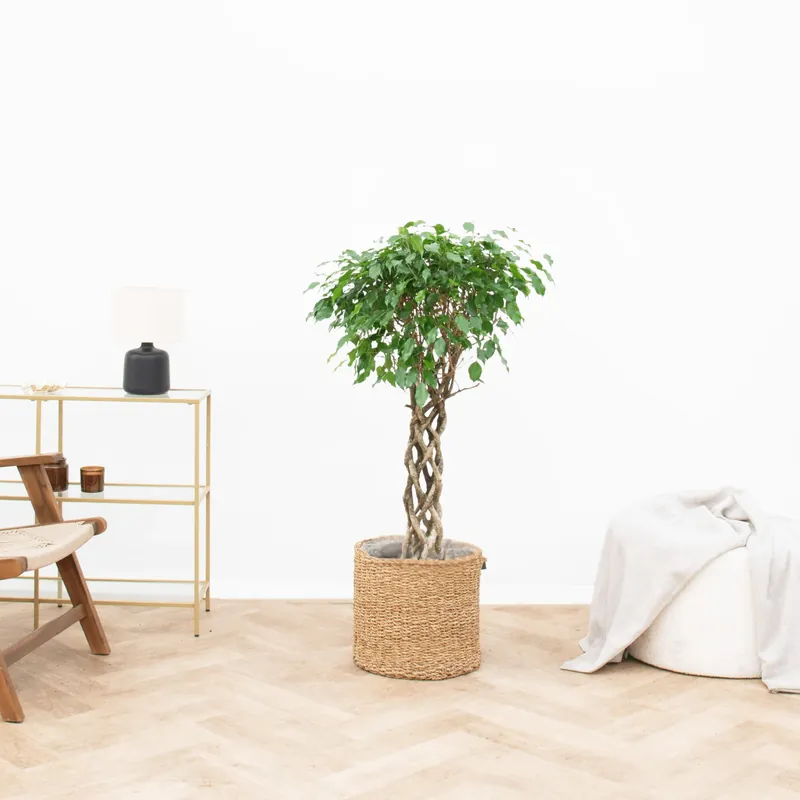 Ficus Benjamina gevlochten cilinder - 130cm - Zolang de voorraad strekt
