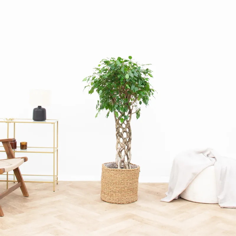 Premiumkwaliteit | Ficus Benjamina gevlochten mat - 120cm