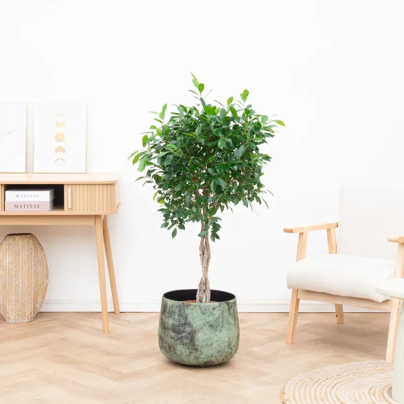 Ficus Nitida gevlochten stam - 120cm | Net toegevoegd