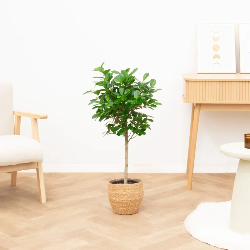 Ficus Moclame op stam - 110cm - Rechtstreeks uit de fabriek