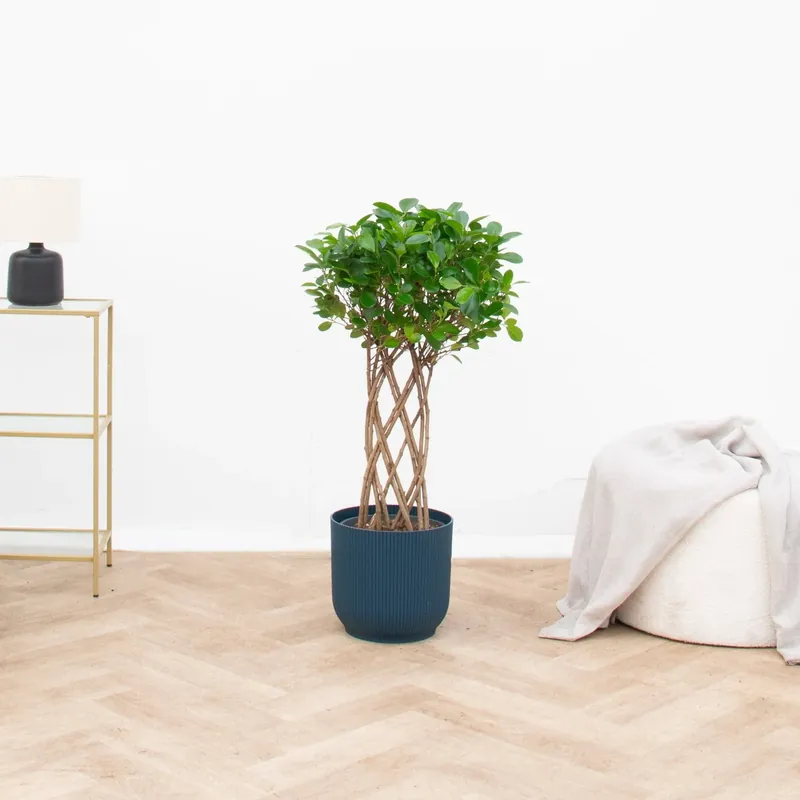 Goed beoordeeld | Ficus Moclame gevlochten stam - 120cm