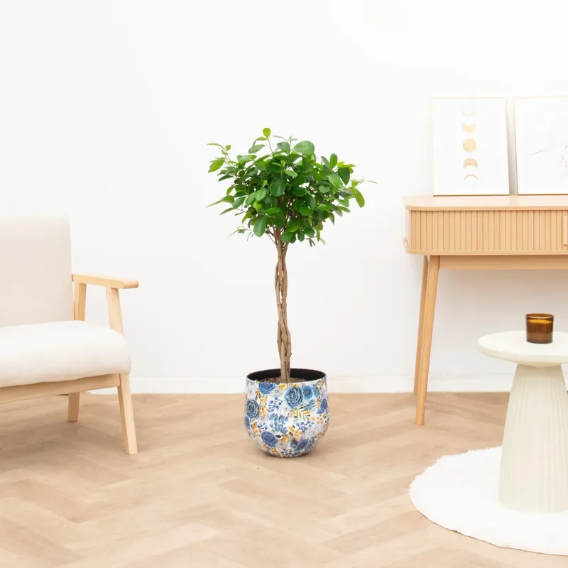 Ficus Moclame gevlochten stam - 100 cm | Bestel vandaag