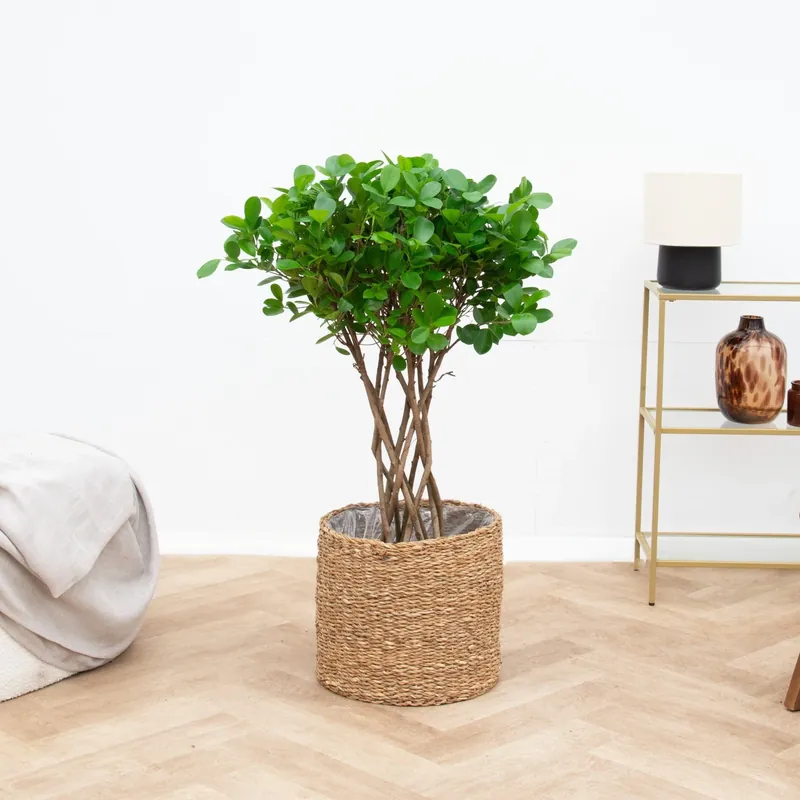 Ficus Moclame gevlochten cilinder - 120 cm | Superprijs