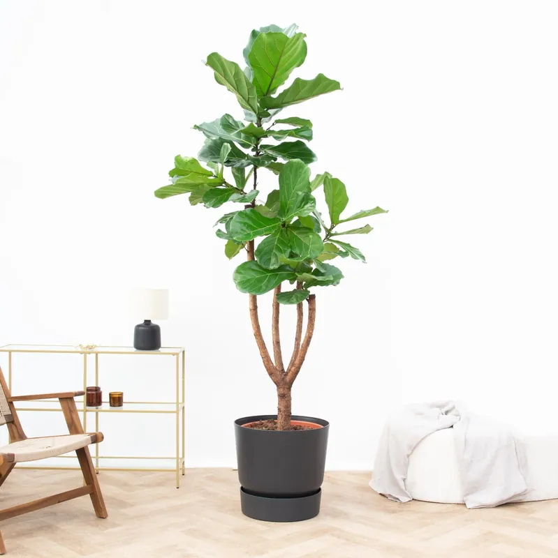 Topproduct - Ficus Lyrata vertakt de luxe XXXL - 250 cm