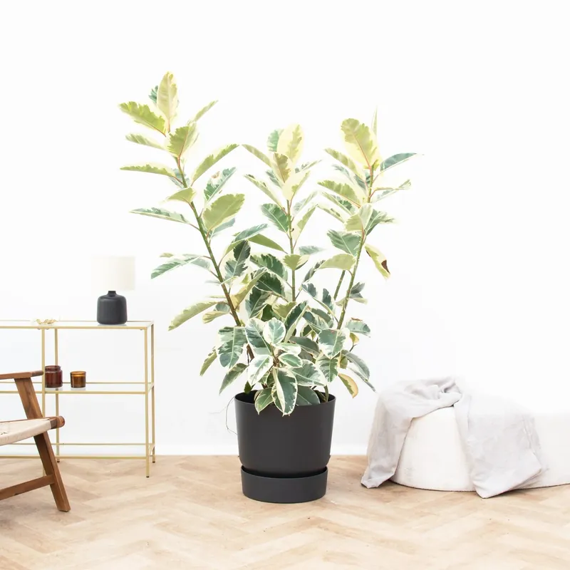 Ficus Tineke struik de luxe - 170 cm | Flitsaanbieding
