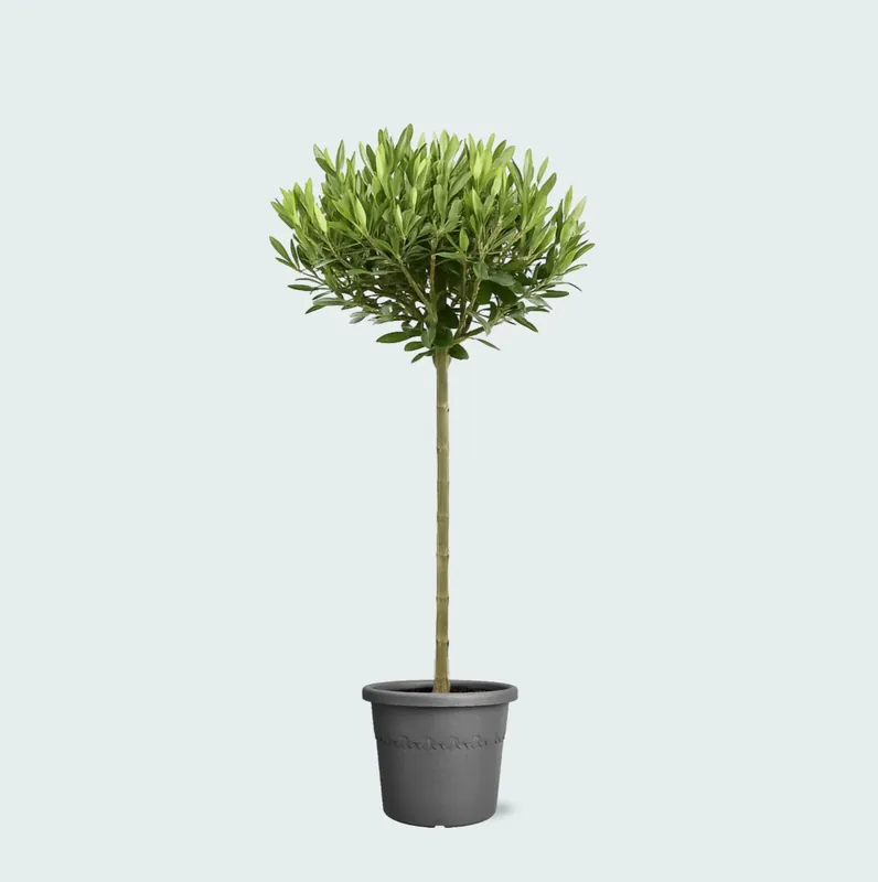 Olea Europaea op stam - 100 cm - Bespaar nu