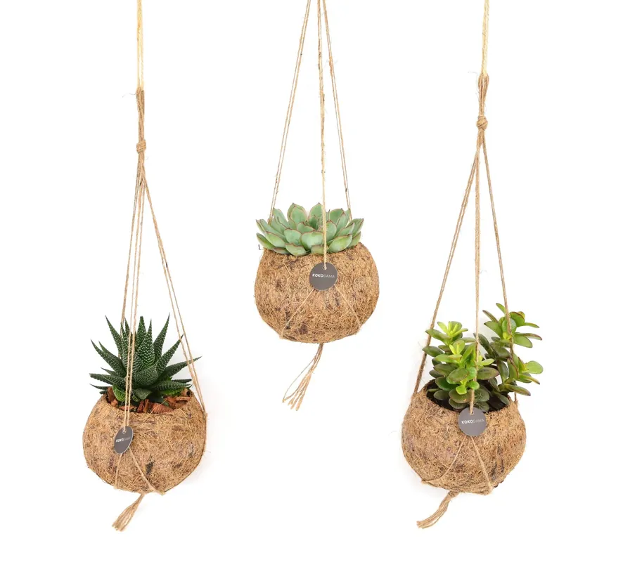 Mix Kokodama Succulent - 15cm - Hoog gewaardeerd