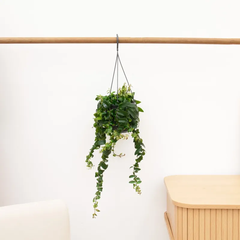 Veilig betalen - Aeschynanthus Rasta - 50 cm