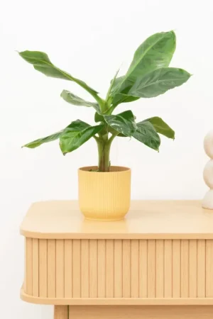 Alleen deze week - Bananenplant (Musa) - 35 cm