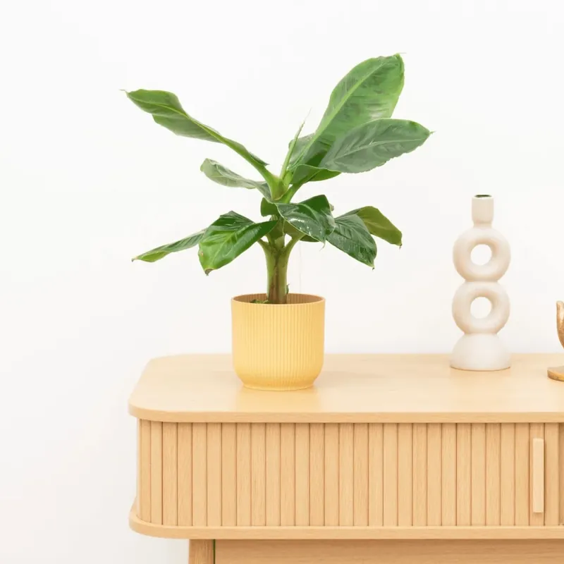Alleen deze week - Bananenplant (Musa) - 35 cm