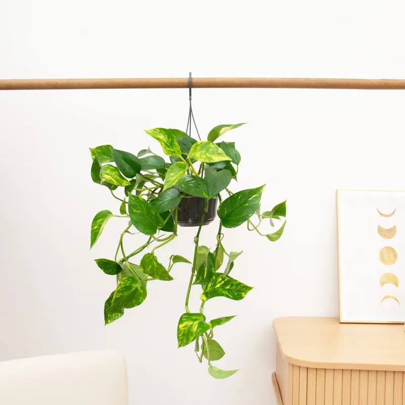 Epipremnum Aureum - 30 cm | Prijsverlaging