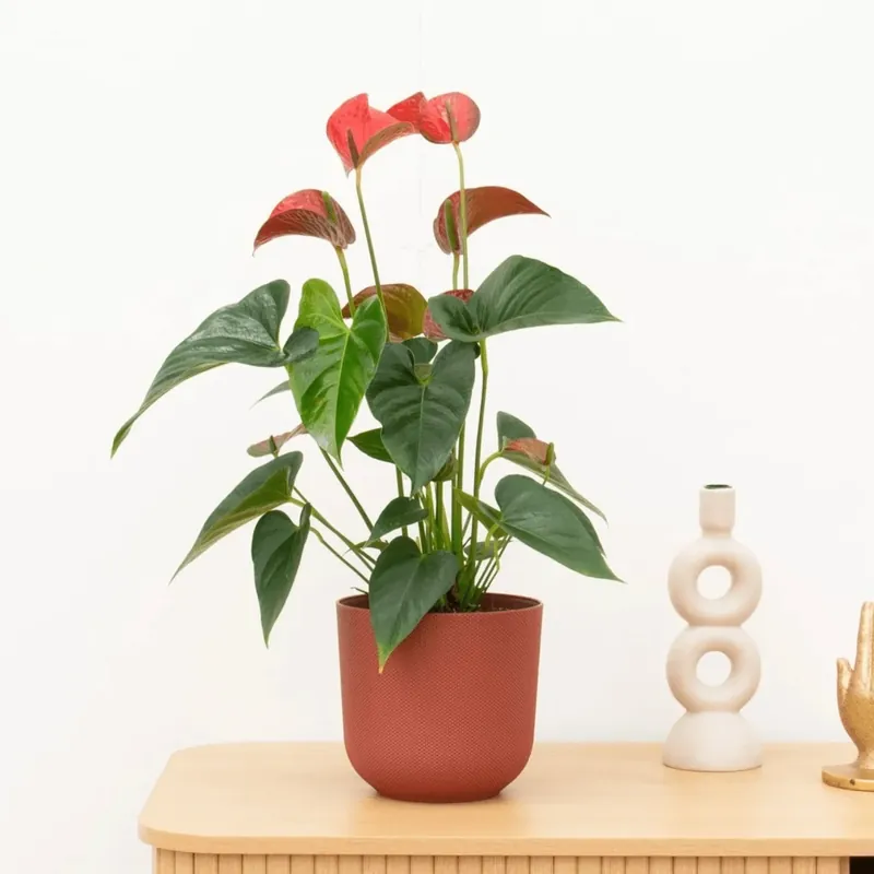 Scherp geprijsd | Anthurium Andreanum red - 40cm