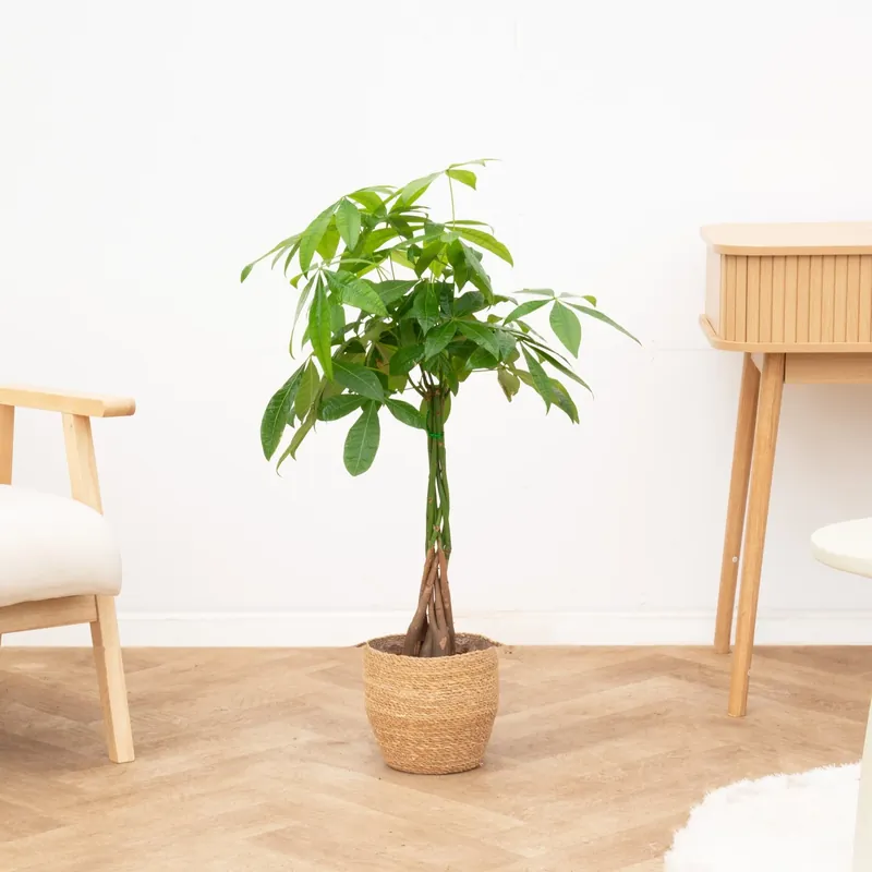 Online bestelbaar | Pachira aquatica - 70cm