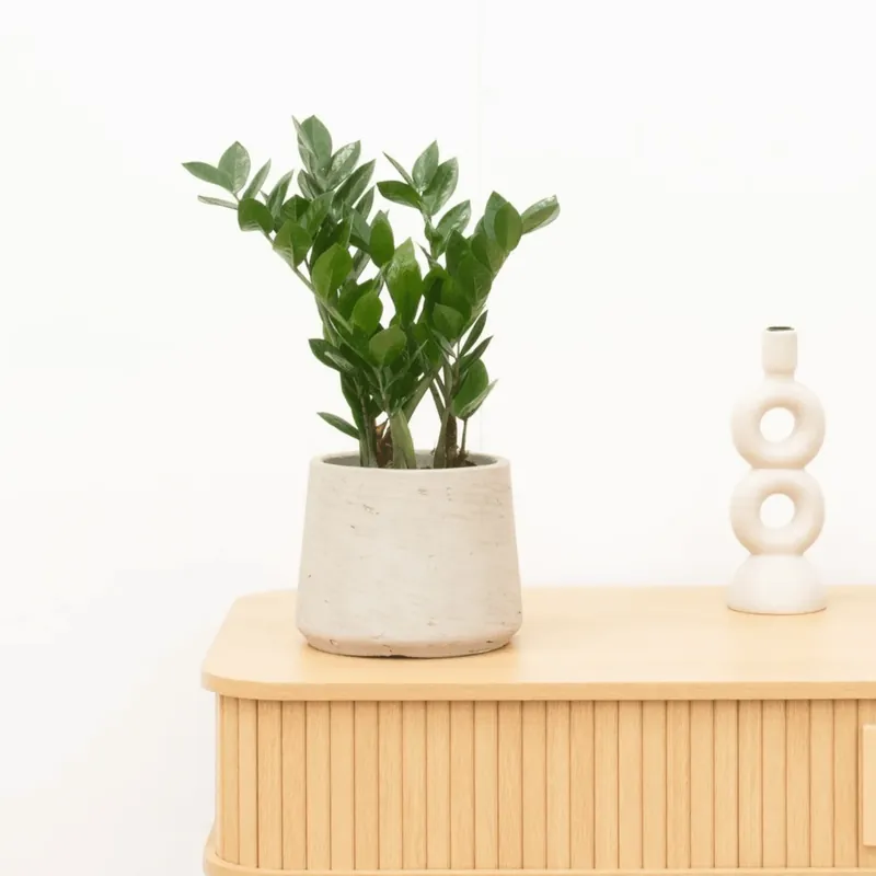 Eenvoudig retourneren - Zamioculcas - 50 cm