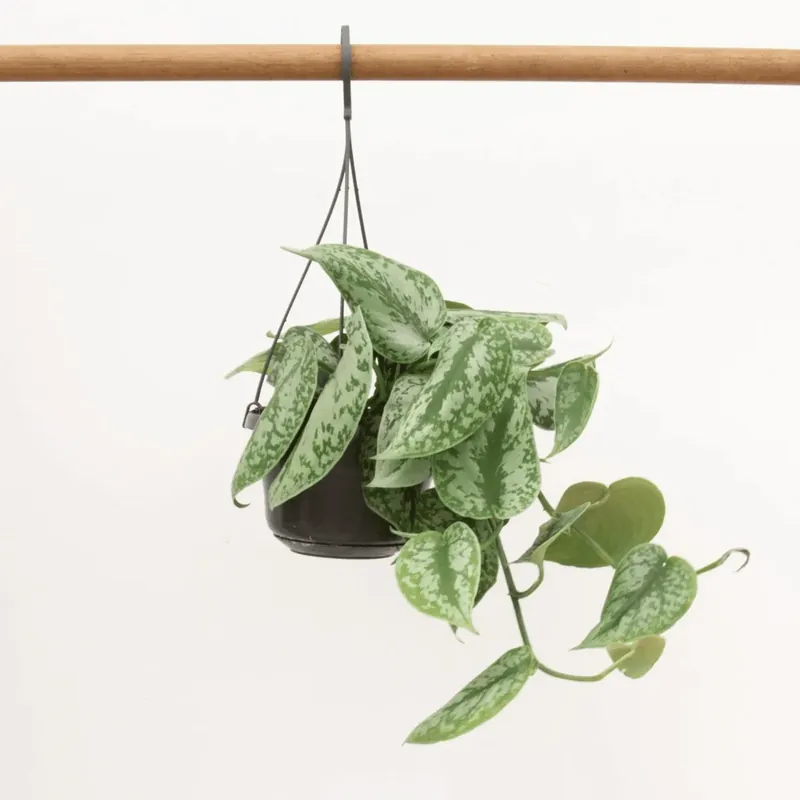 Nieuw in het assortiment - Scindapsus Pictus Trebie hangplant - 40 cm