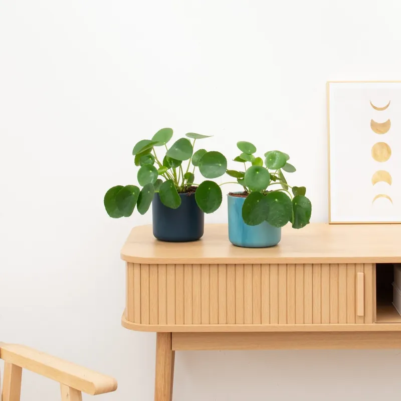 Sale | 2 x Pilea Peperomioides (Pannenkoekenplant) - 20 cm