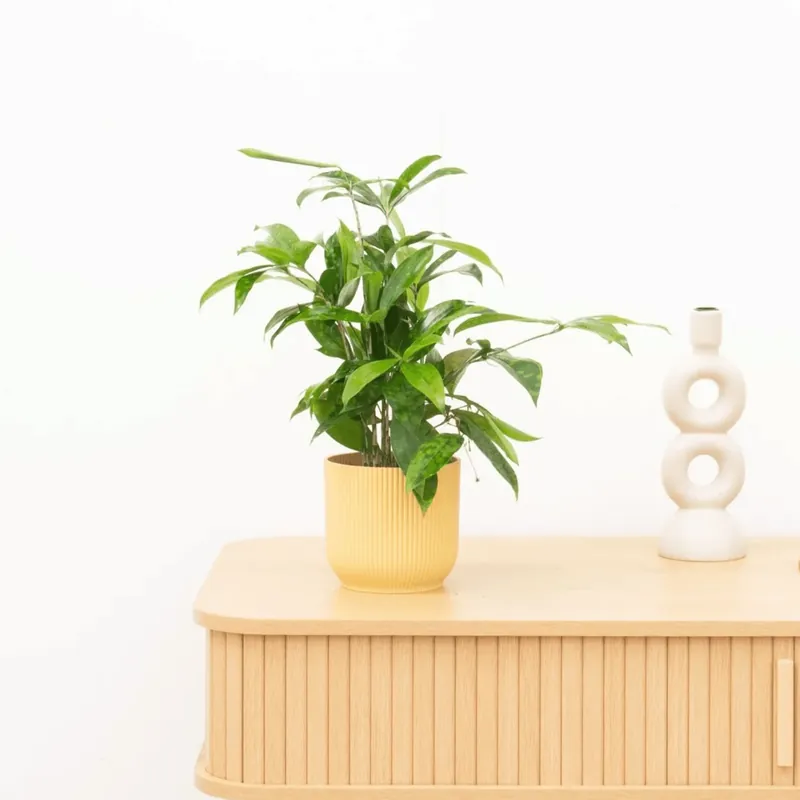 Dracaena Surculosa - 40 cm | Bestseller