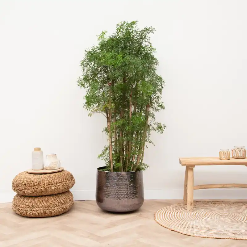 Premiumkwaliteit - Polyscias Ming vertakt - 110cm