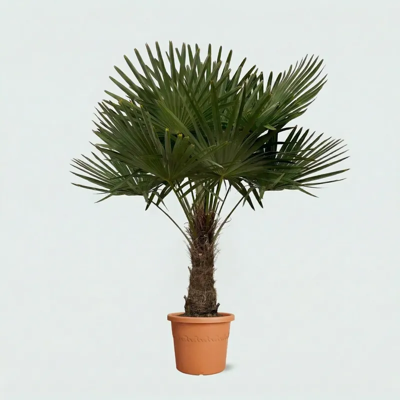 Meest verkocht - Trachycarpus Fortunei - 200 cm
