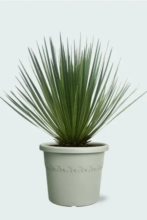 Yucca Rostrata - 50cm - Sale