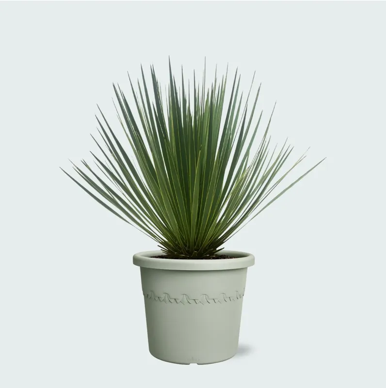Yucca Rostrata - 50cm - Sale