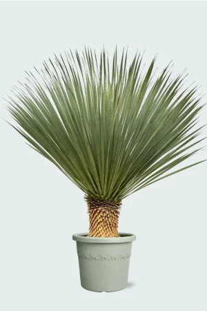Yucca Rostrata - 120 cm | Klantfavoriet