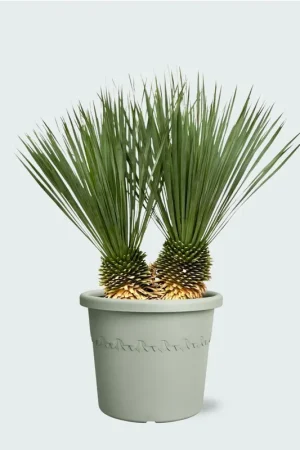 Yucca Rostrata dubbele stam - 120 cm - Klaar voor verzending