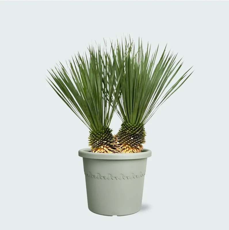 Yucca Rostrata dubbele stam - 120 cm - Klaar voor verzending