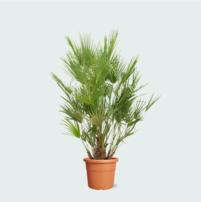 Chamaerops Humilis - 200cm - Opruiming