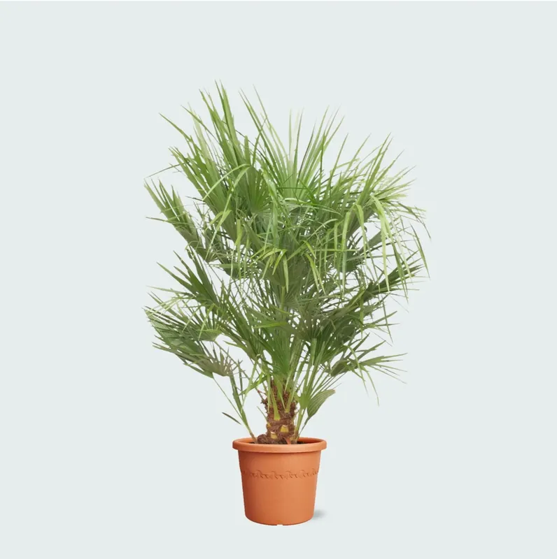 Chamaerops Humilis - 160cm - Net gelanceerd