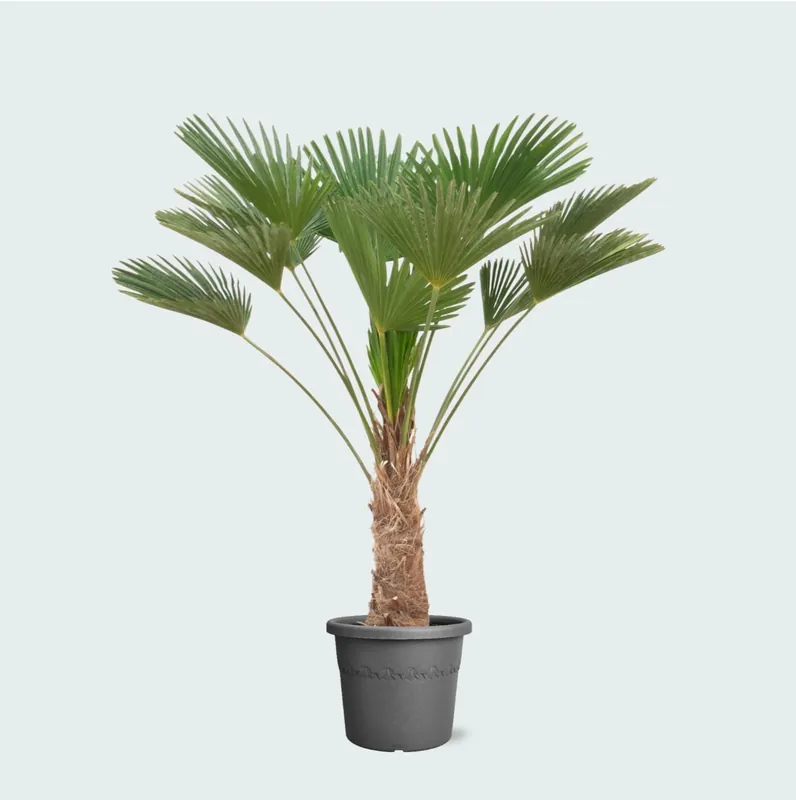 Nieuw binnen | Trachycarpus wagnerianus - 130 cm