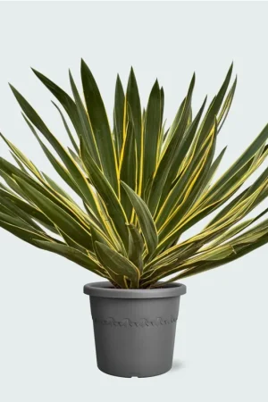 Yucca Gloriosa Variegata - 80 cm | Nu beschikbaar