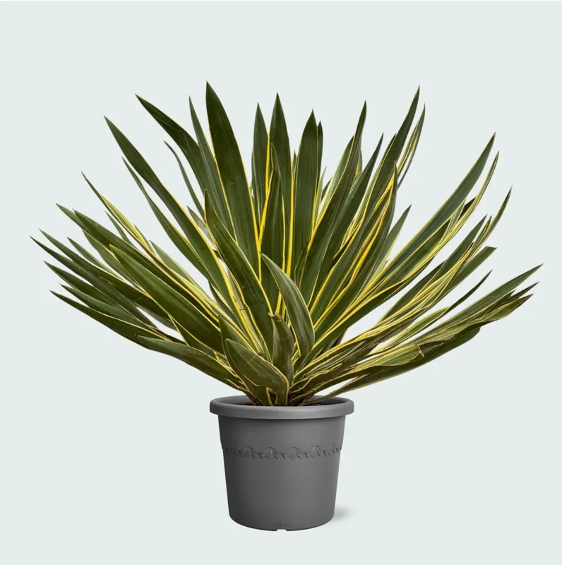 Yucca Gloriosa Variegata - 80 cm | Nu beschikbaar