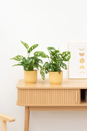 Veilig winkelen | 2 x Monstera Monkey Leaf - 25cm