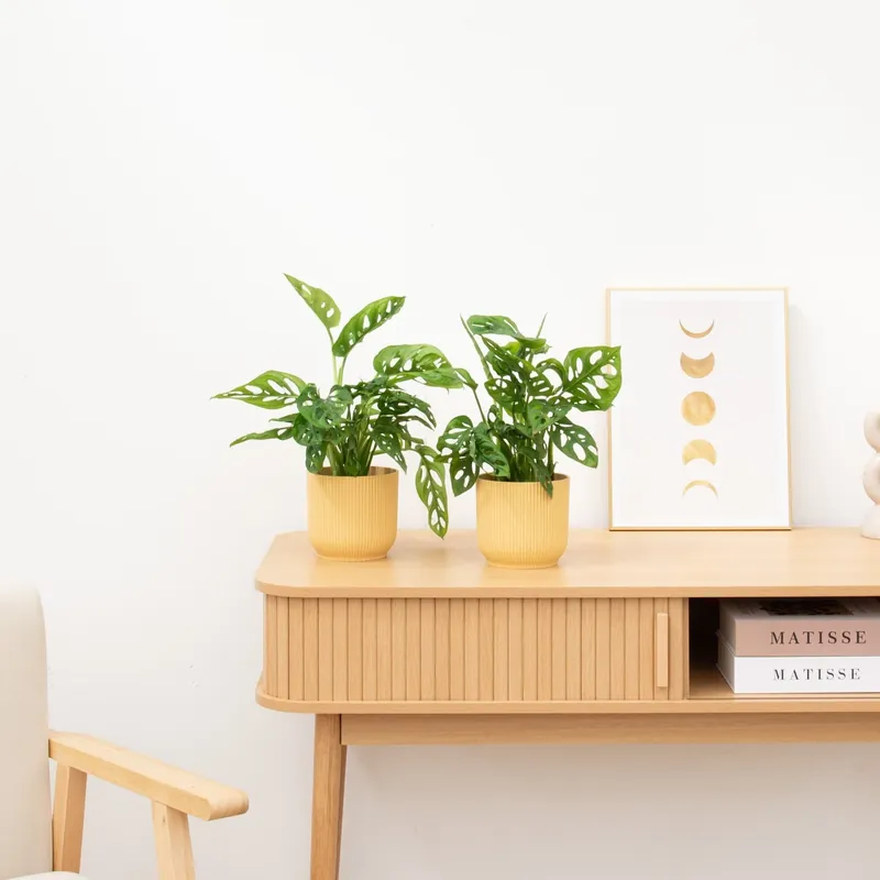 Veilig winkelen | 2 x Monstera Monkey Leaf - 25cm