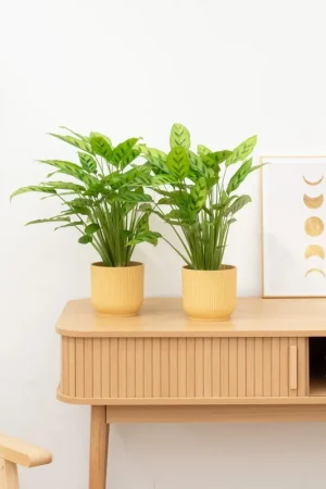 2 x Calathea Leopardina - 35 cm | Expreslevering